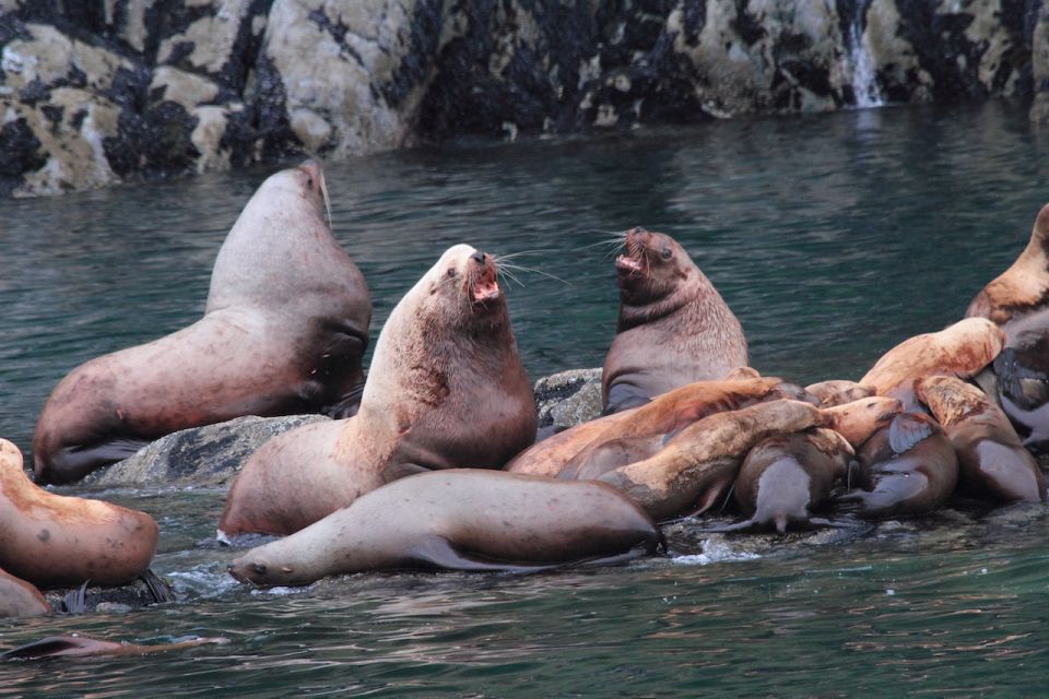 From Valdez: 7.5-hour Meares Glacier & Wildlife Cruise