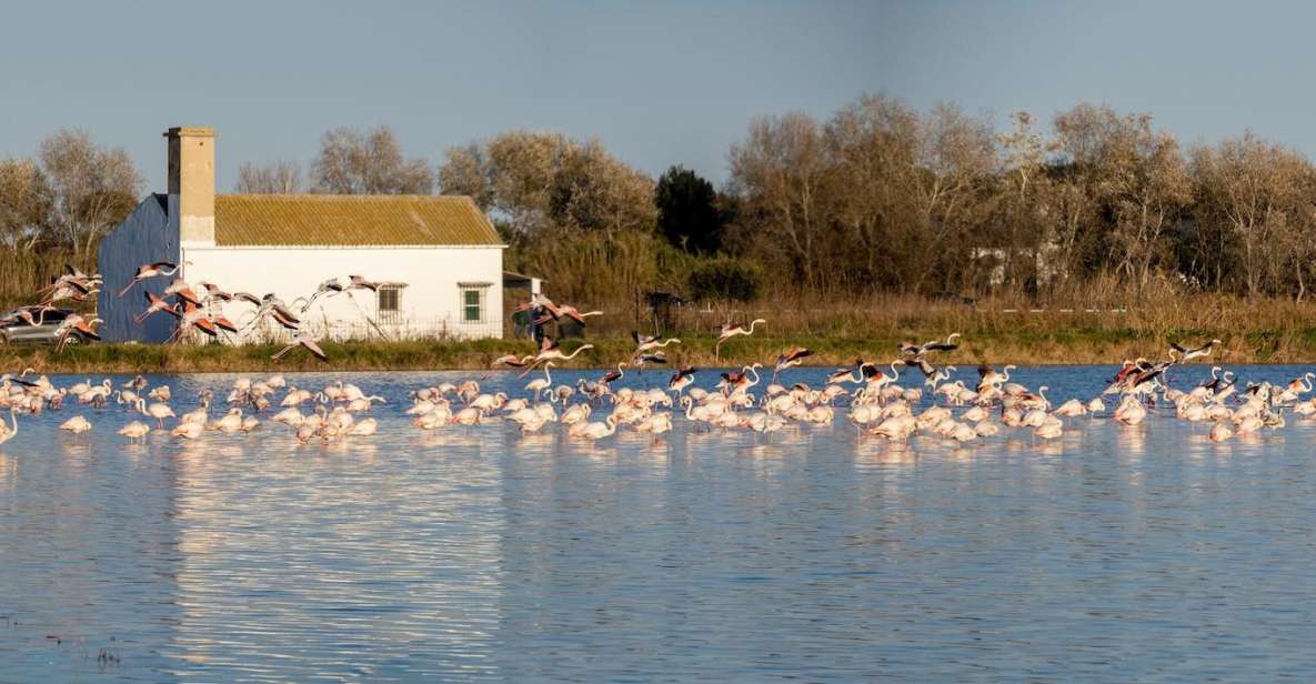 From Valencia: Albufera Private Tour, Paella & Boat Ride