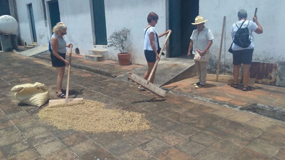 From Veracruz or Boca Del Río: Coffee Tour in Coatepec