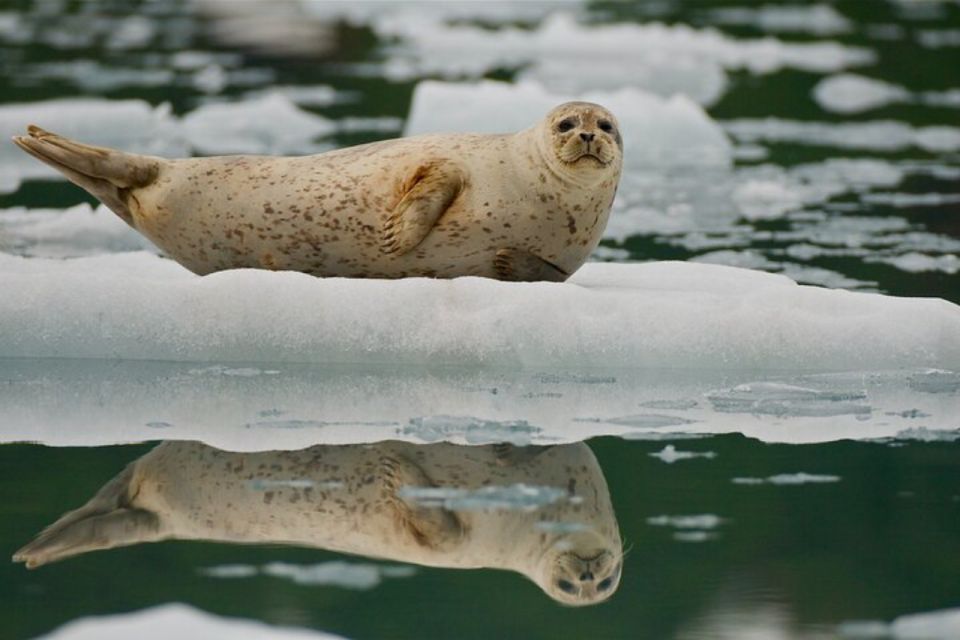 From Whittier: Glacier Quest Cruise With Onboard Lunch