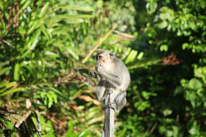 Full Day Bongawan River Cruise With Proboscis Monkey Sightseeing