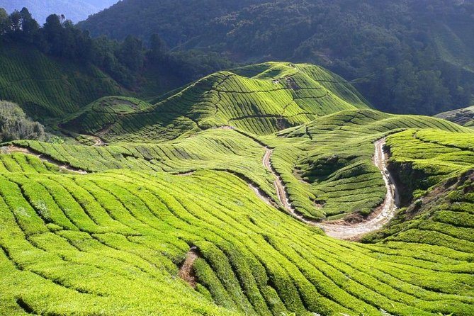 Full Day Cameron Highlands Nature Tour - Tour Highlights