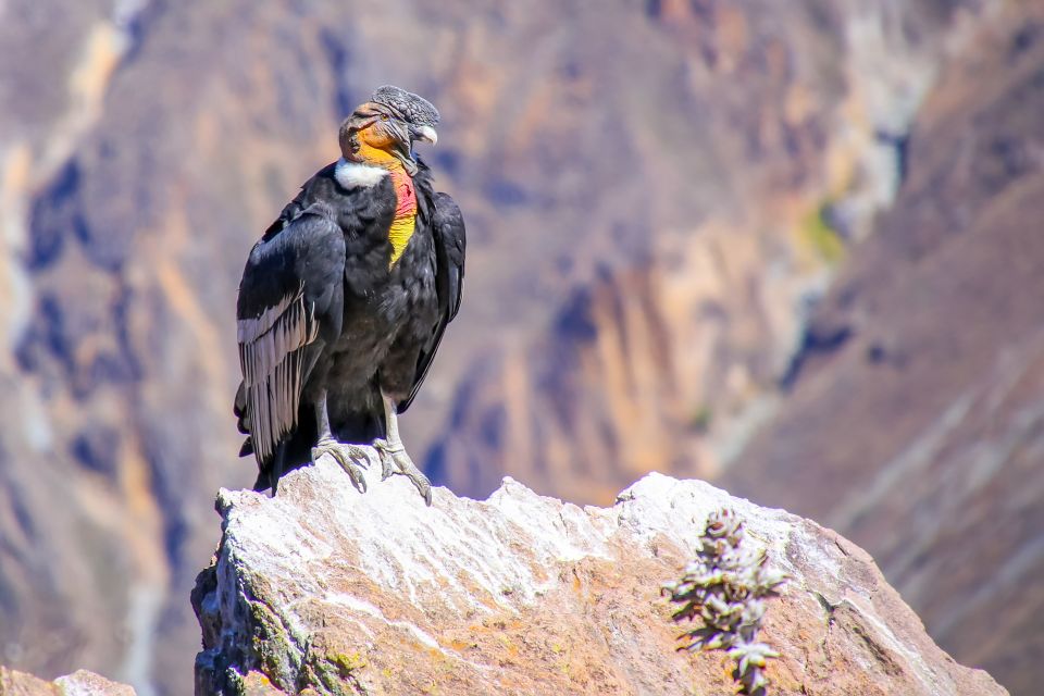 Full-Day Condor Viewpoint & Inca Sites Tour