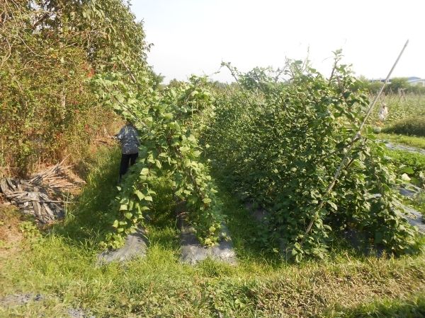 Full-Day Farming & Cooking Class at Agricultural Village