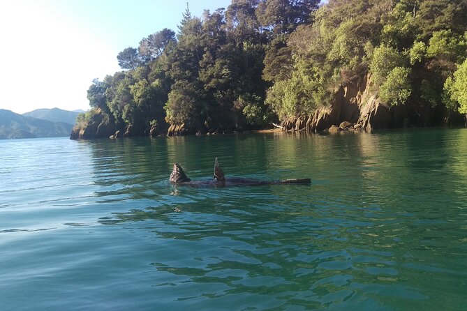 Full Day Guided Sea Kayak Tour From Picton