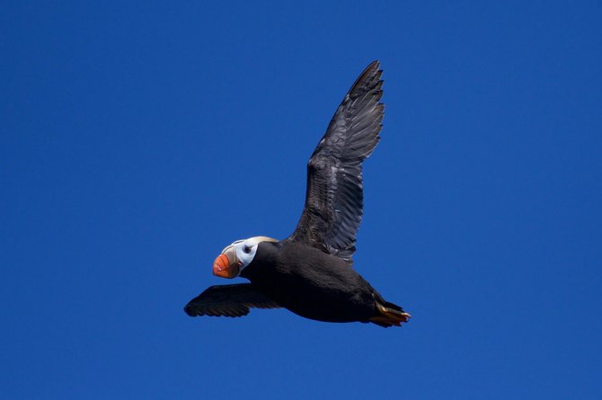 Full-Day Kenai Fjords National Park Northwestern Cruise