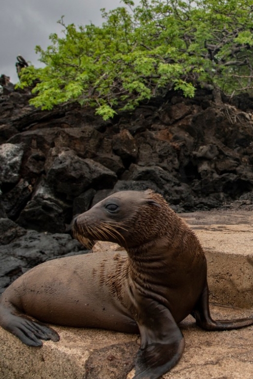 Full Day Leon Dormido and Lobos Island Tour