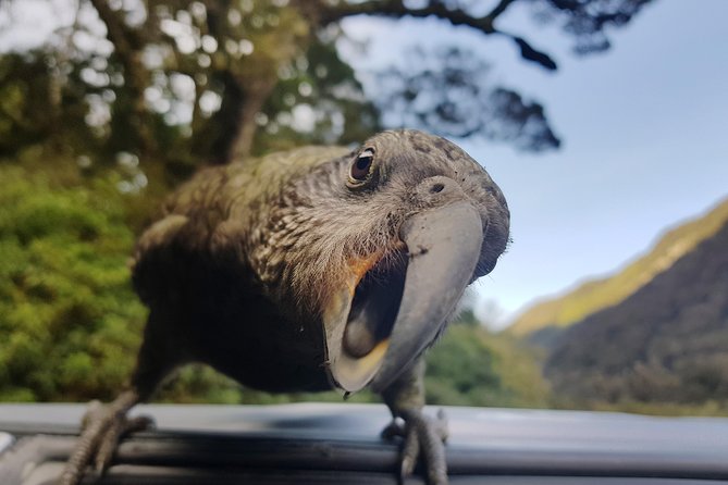 Full-Day Milford Sound Tour With Cruise and Walks From Te Anau