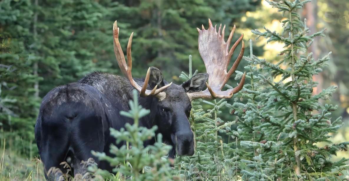 Full-Day RMNP Over the Top Tour – RMNPhotographer