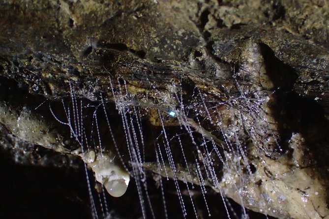 Full-Day Small-Group Glowworm Exploration Tour in New Zealand