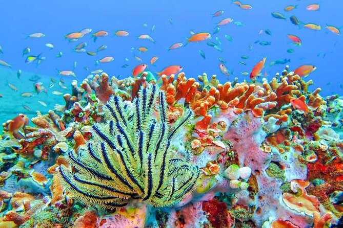 Full Day Snorkeling Activity at Bali Blue Lagoon