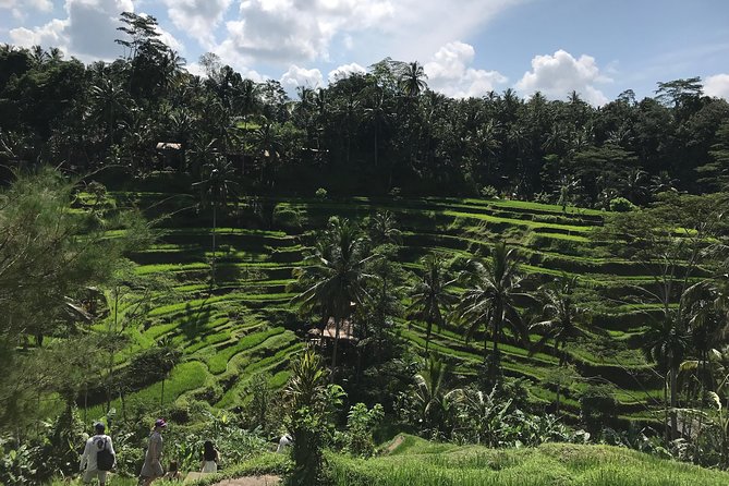 Full-Day Ubud Cultural Tour - Tour Highlights