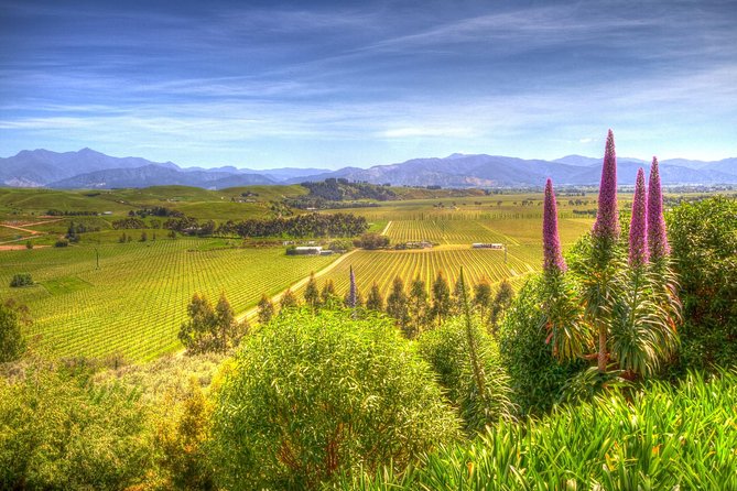 Full-Day Wine Gourmet and Scenic Delight Tour of Marlborough From Blenheim