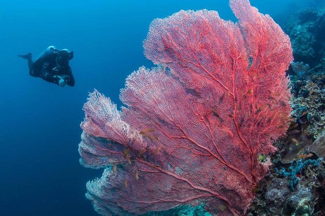 Fun Boat Dive for Certified Diver