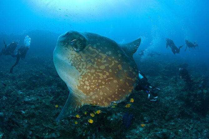 Fun Dive Nusa Penida Bali - For Certified Divers - Location Overview