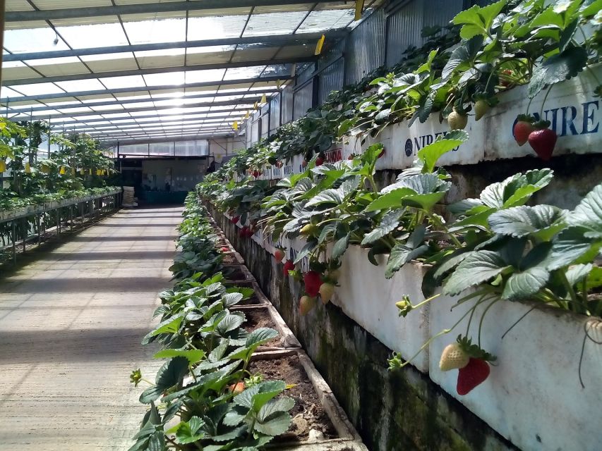 Funchal Agriculture Green Tour