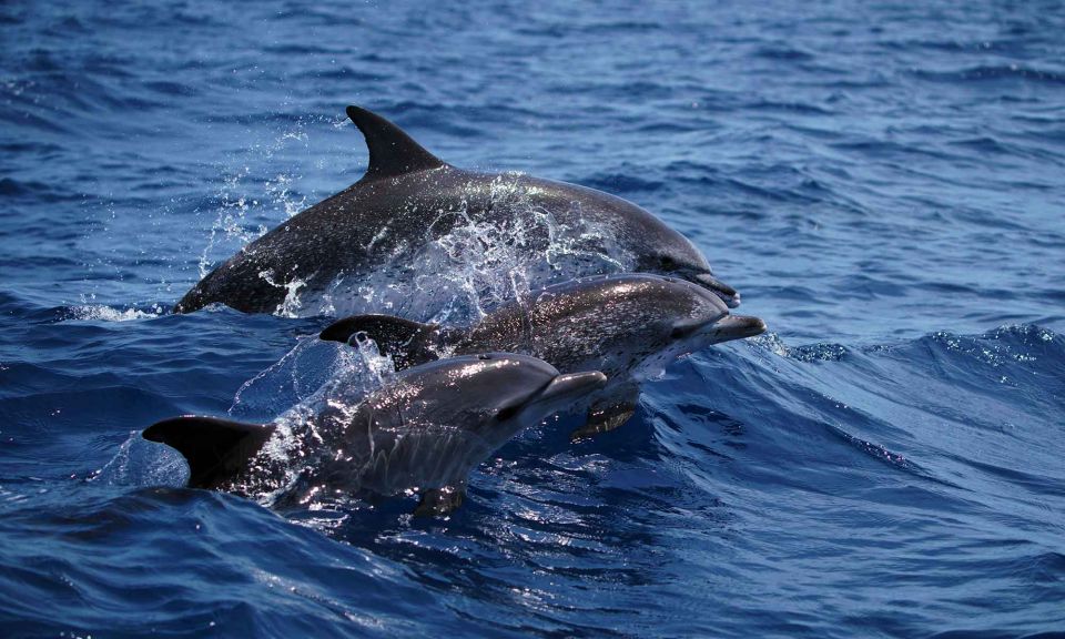 Funchal: Dolphin and Whale Watching Cruise