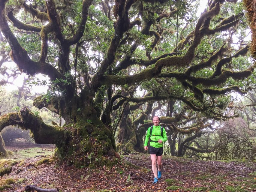 Funchal: Fanal Ancient Forest Running Tour - Overview of the Running Tour