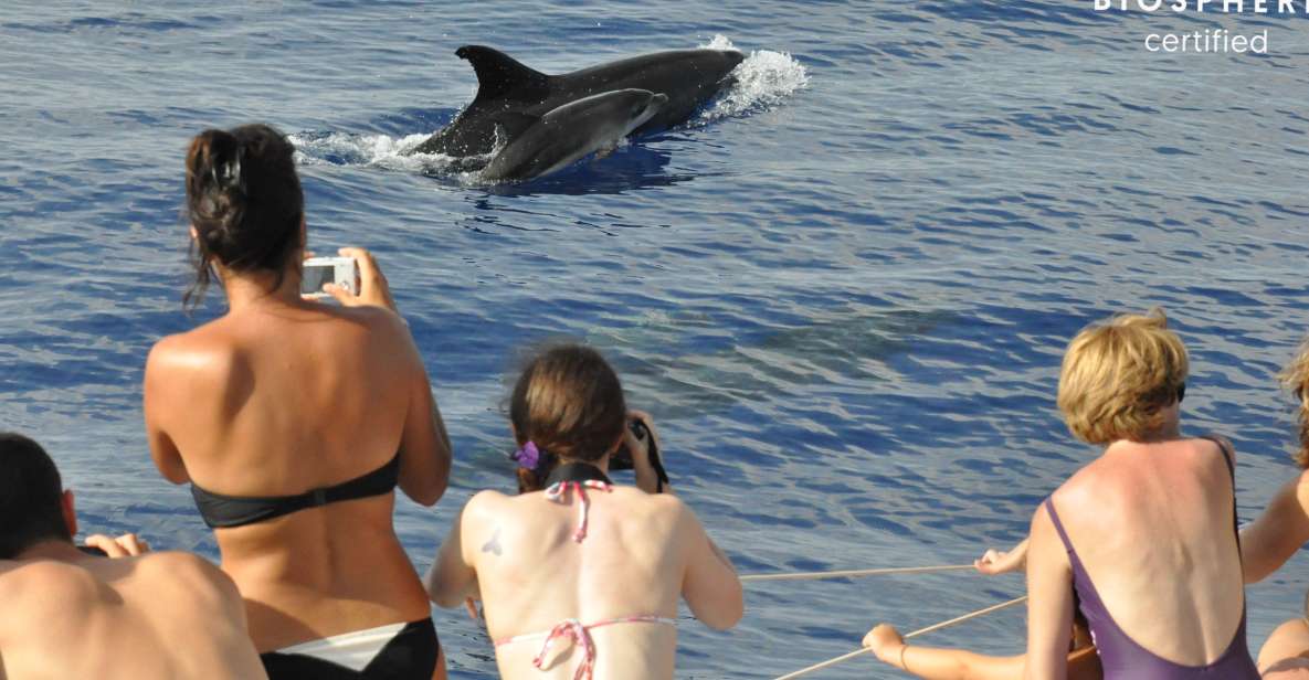 Funchal: Pico Arieiro, Christ the King, and Dolphin Watching