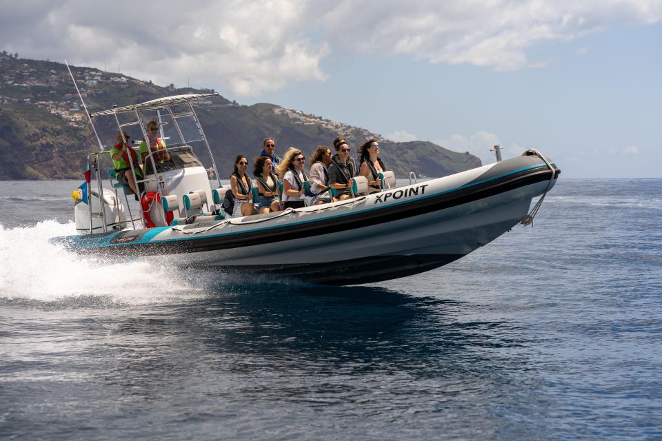 Funchal: Swim With Dolphins / Dolphin&Whale Watching by RIB