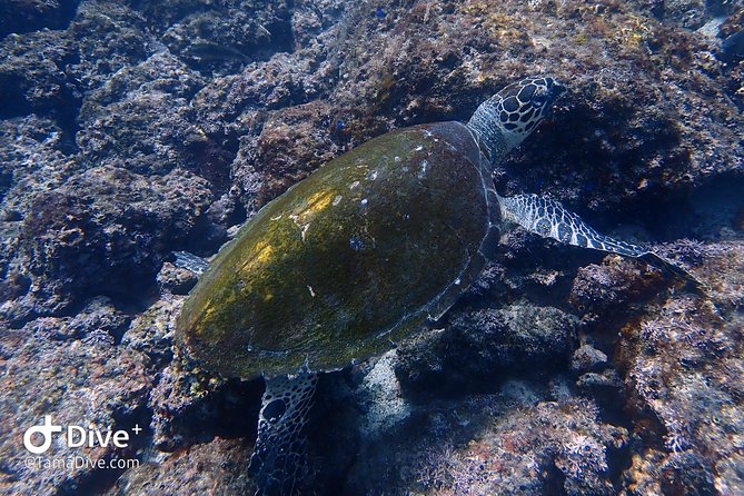 Fundive Catalina Islands (2 Dives Only for Certified Divers)