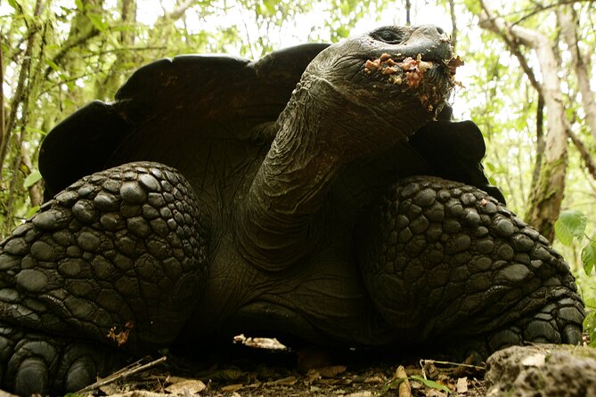 Galapagos Intensive 5 Days, Land Base (3islands) Excludes Galapagos Flight