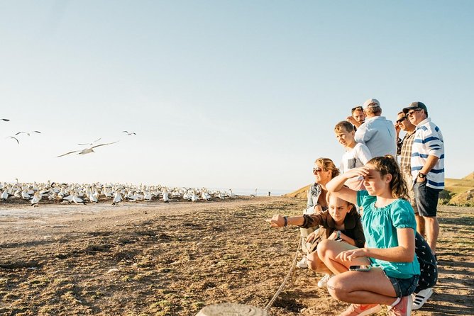 Gannet Safaris Overland Tour to Cape Kidnappers Gannet Colony