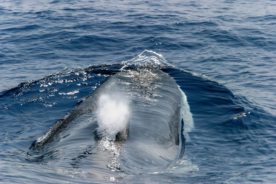 Genoa: Cetacean Watching Cruise With Marine Biologist Guide