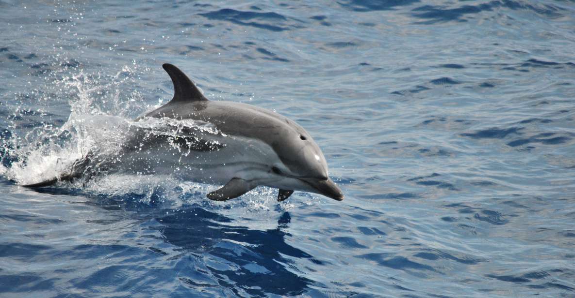 Genoa: Pelagos Sanctuary Whale Watching Cruise