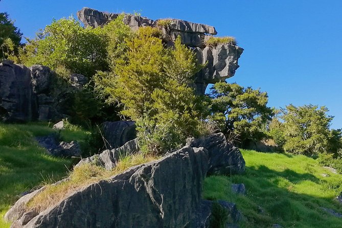 Giant Kauries and Glowwormss Cave – the Bay of Islands Tour Private Tour