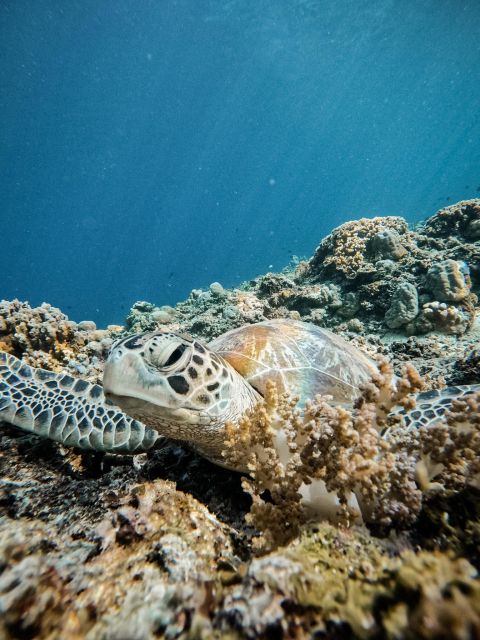 Gili Island: Group or Private Snorkeling Tour