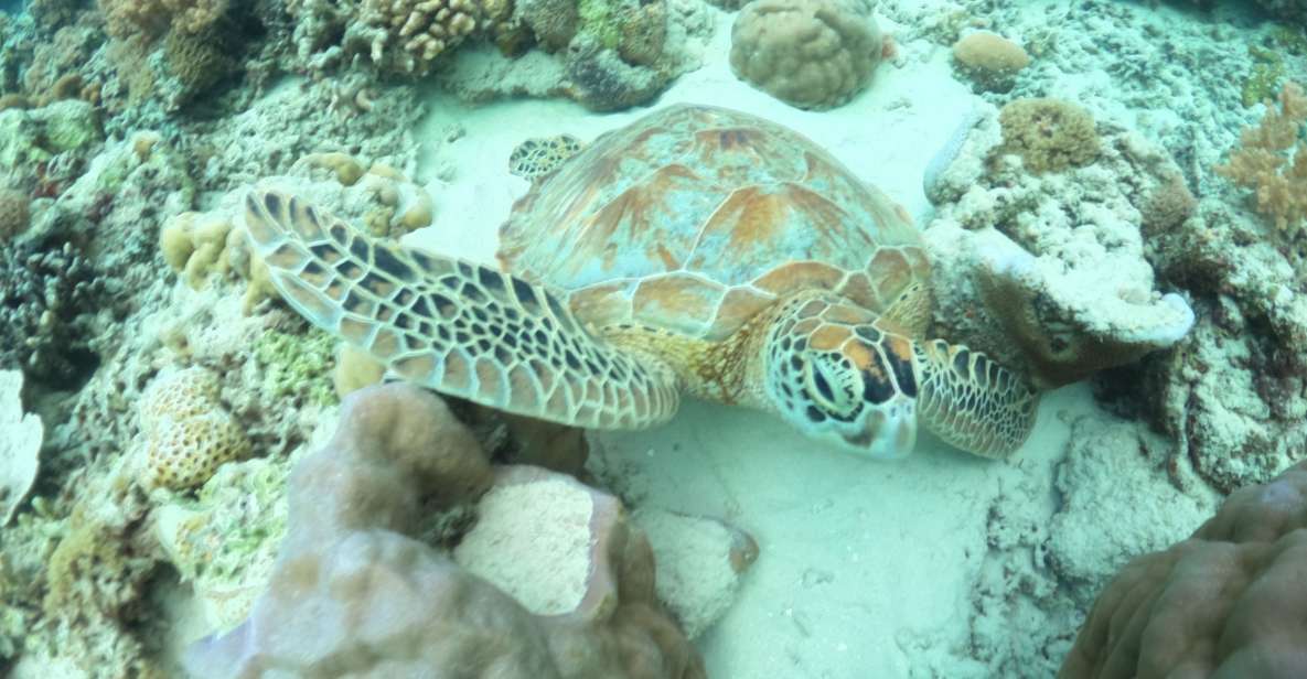 Gili Trawangan Swimming With Turtle & Underwater Statue