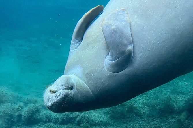 Glass Bottom Kayak Tours of Silver Springs