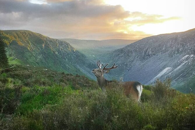 Glendalough Night Hike and History Tour - Overview of the Tour