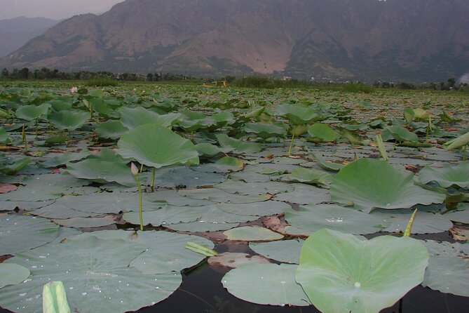 Glimpse of Kashmir