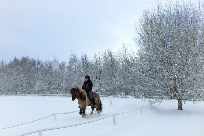 Golden Circle, Fridheimar Farm & Horses Small Group Tour From Reykjavik