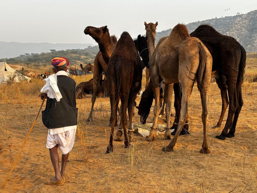 Golden Triangle Tour Pushkar & Jodhpur By Car 7 Nights 8 Day - Overview of the Tour