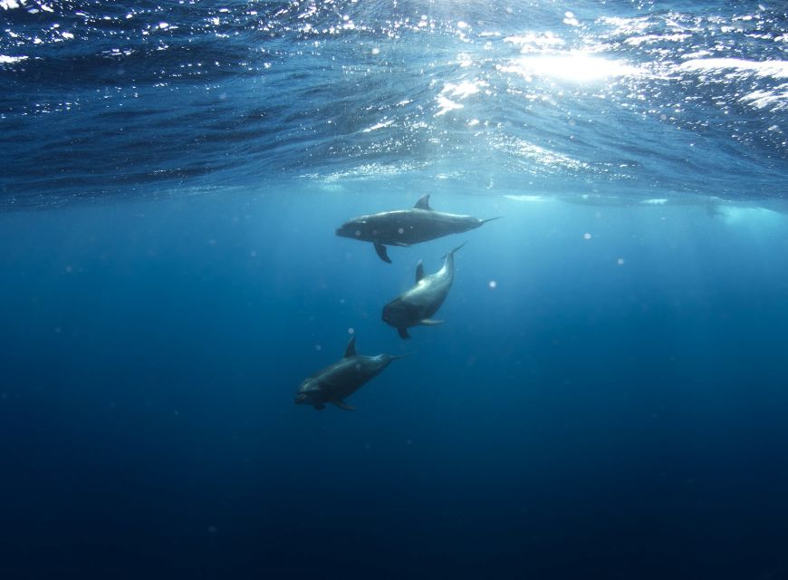 Golfo Aranci: Dolphin Watching and Snorkeling Boat Tour