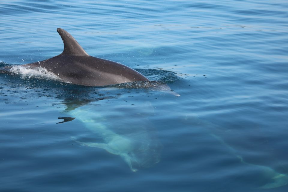 Golfo Aranci: Dolphin Watching SUP Paddleboard Tour