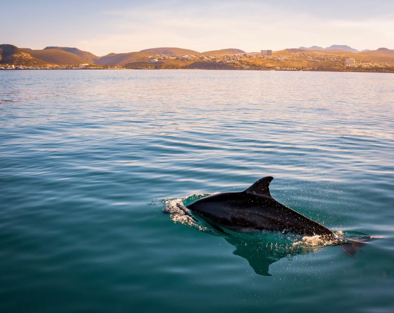 Golphin Bay: Rubber Boat Tour With Marine Biologist