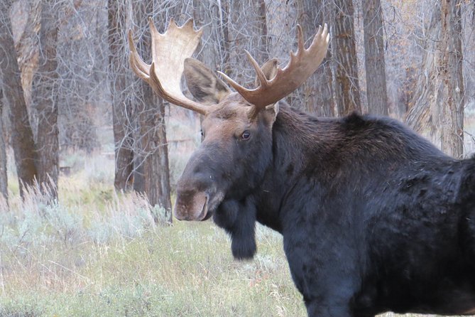 Grand Teton National Park – Sunrise Tour From Jackson Hole