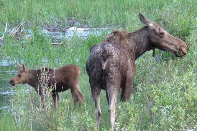 Grand Teton National Park – Sunset Guided Tour From Jackson Hole