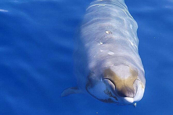 Guaranteed Dolphin and Whale Watch Tour in Kona