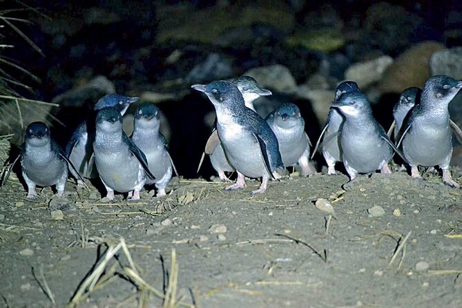 Guided Evening Penguin Viewing Otago Peninsula, Dunedin, New Zealand