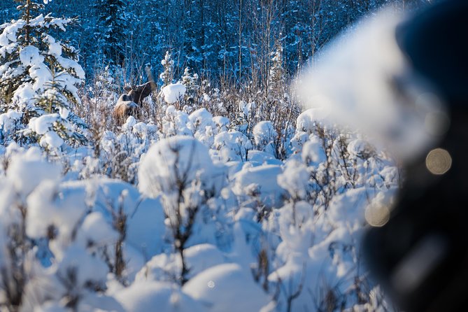 Guided Fairbanks Snowmobile Tour