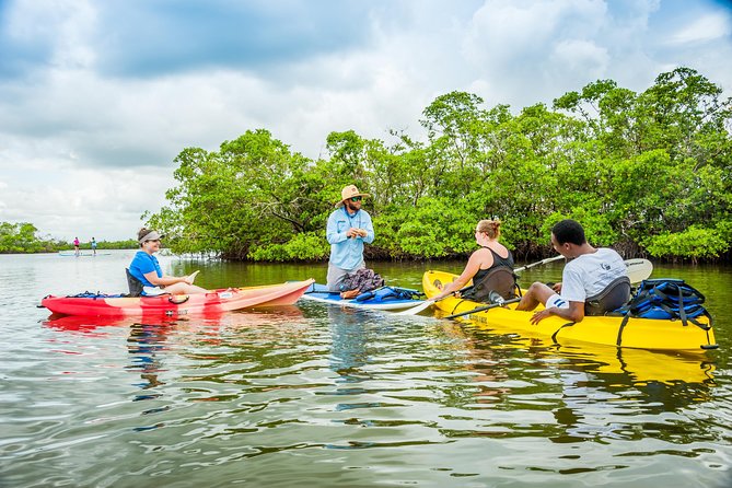 Guided Kayak Mangrove Ecotour in Rookery Bay Reserve, Naples