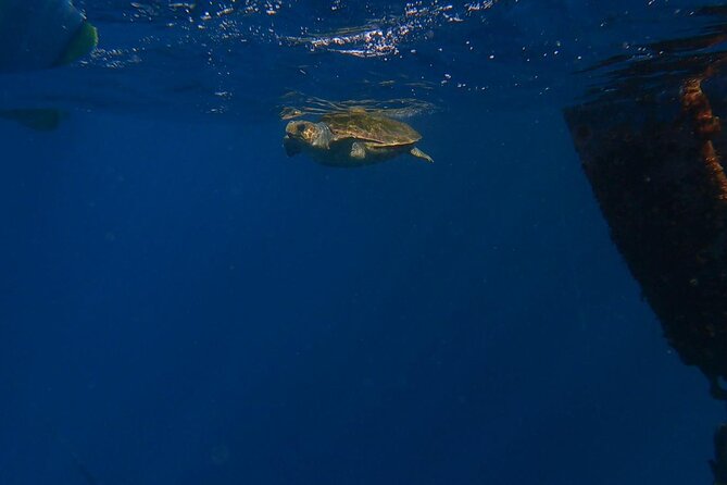 Guided Kayak Tour From Los Cristianos Beach Tenerife