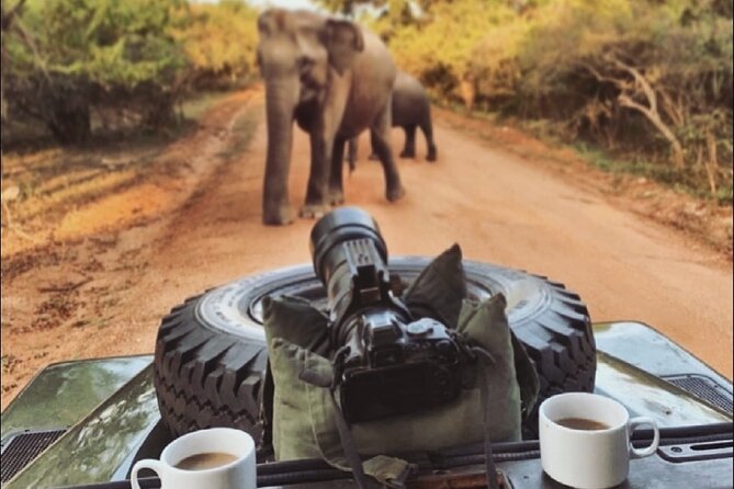 Guided Leopard Safari in Yala National Park in a Land Rover Defender