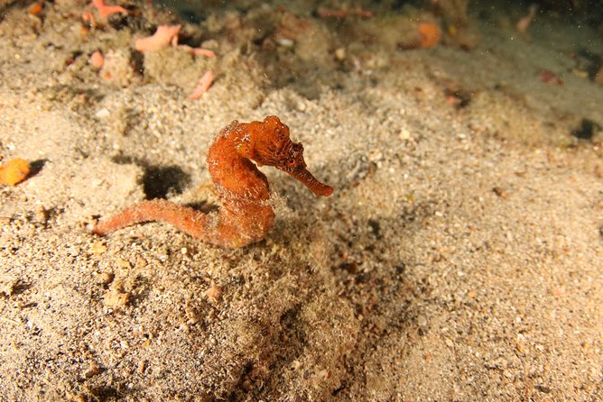 Guided Shore Dive for Certified Divers With Scubaçao (2 Tank)