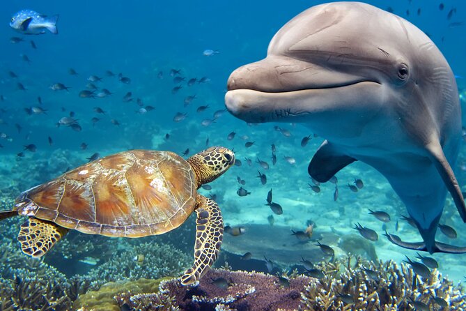 Guided Tour for Dolphin & Sea Turtle Observation in Saint Augustine, Florida